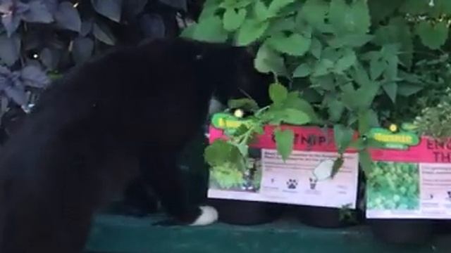 Видео нашел кошку. Реакция кота на кошачью мяту. Кошачья мята кошки Англия кладбище. Кошку Базаров Кольпина ест. Найди кошку по имени мята.
