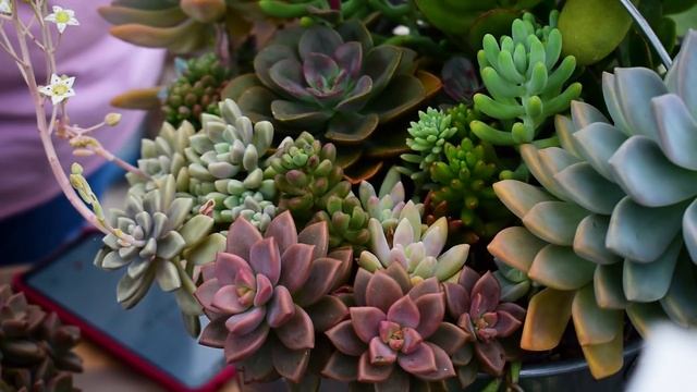 ?Colección de Sedums y sus cuidados - Suculentas de mi jardín? смотреть онлайн