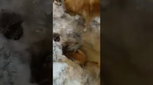 Собаки рвали лису на часты
