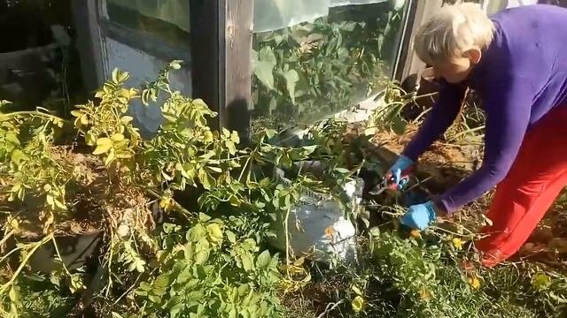 Оригинальное выращивание картофеля.