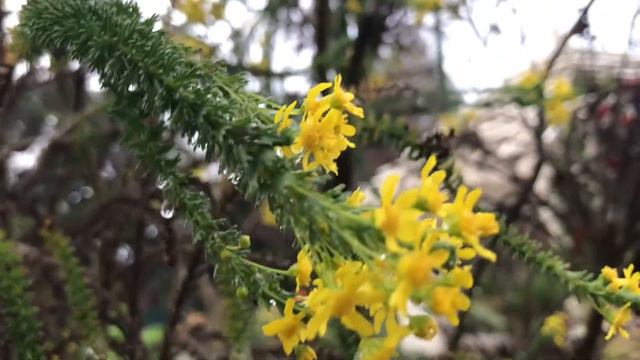 Magic Forest смотреть онлайн