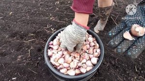 посадка озимого чеснока. сажаем чеснок руками.