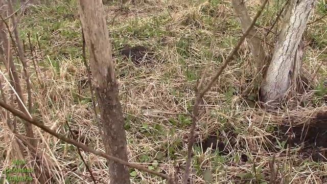 КАК РАЗМНОЖИТЬ АЛЫЧУ//МОЯ ЛЮБИМАЯ УСАДЬБА смотреть онлайн