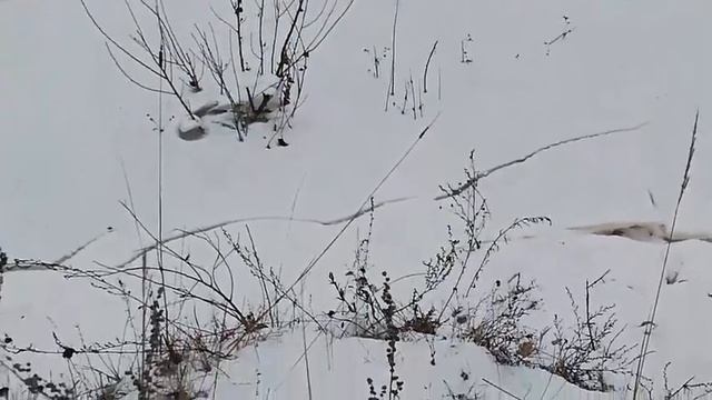 "Между нами тает лёд..." смотреть онлайн