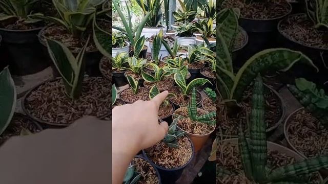 Lidah Mertua / Sansevieria twister & tsunami