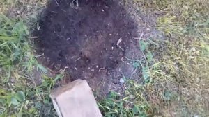 Красные муравьи!!!!