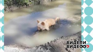 Чихуахуа Клепа бредет по луже. Видели видео? Фрагмент выпуска от 26.09.2021