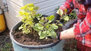 Цветочные композиции в кашпо.