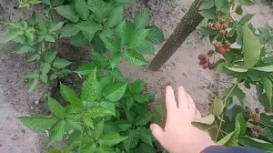 Как сформировать ежевику кустом, без шпалеры,в форме “шара”