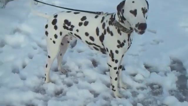 Casper the dalmatian howling