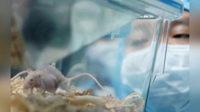 Урок здоровья «Мобильный телефон друг или враг».