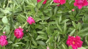 Многолетние садовые цветы. Многолетники цветущие