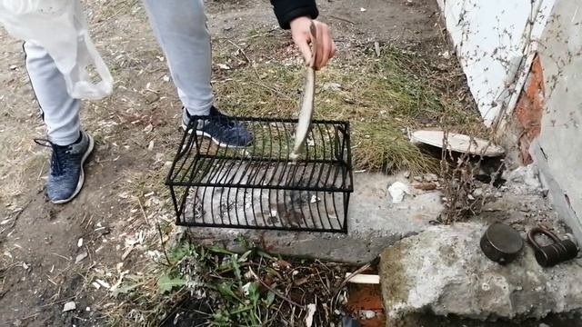 Употреблять горячей или холодной? Камбала горячего копчения.