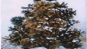Поделки Из Сосновых Шишек Своими Руками