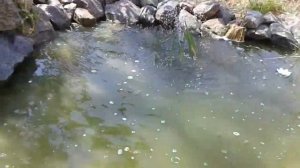 Позеленел пруд.Эксперемент-Известь в пруд?!поможет или нет?