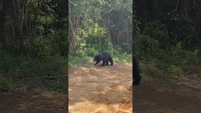 wild life sri Lanka