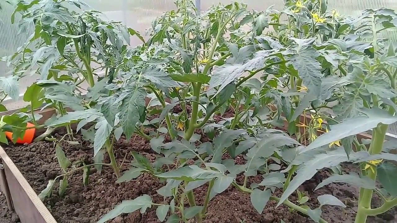 Томаты. Когда и чем удобрять томаты