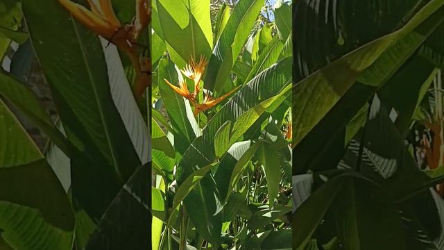 Yellow birds of paradise flowers