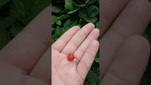 Что выросло из семян с Китая "черной и синей" клубники
