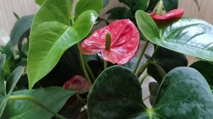 Мужское счастье ( антуриум) освещение, особенности выращивания