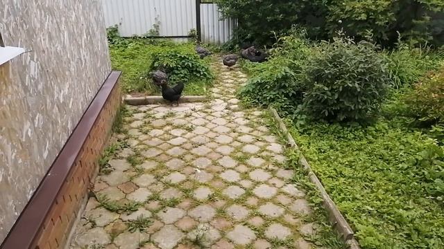 Гусынька затоптала утят смотреть онлайн