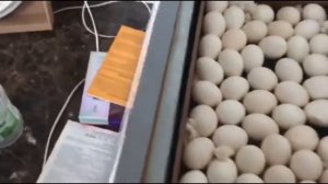 ? Инкубация индоуток