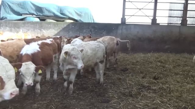 У фермера в Германии 1я серия. Загоны для бычков. смотреть онлайн