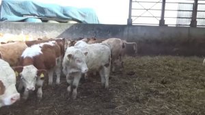 У фермера в Германии 1я серия.  Загоны для бычков.