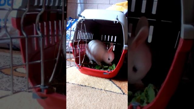 Личный Кролик Хованского Карликовый, декоративный кролик породы Гермелин смотреть онлайн