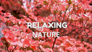 Лучшая музыка для сна и медитации. Помогает сердцу и кровеносным сосудам