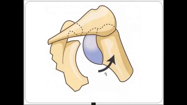 Плечевой сустав Строение, функционирование, проблемы, решения смотреть онлайн