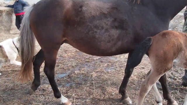 Вася с колибри идут гулять смотреть онлайн