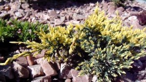 Juniperus squamata Dream Joy