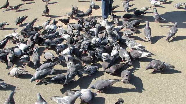 Johannes matar duvor i Glasgow смотреть онлайн