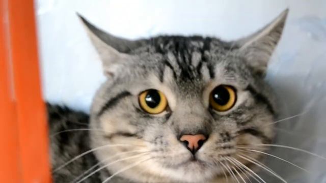 Злой кот