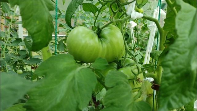 Старый сорт томата Mortgage Lifter (Снимающий ипотеку, Выплачивающий ипотеку).? смотреть онлайн