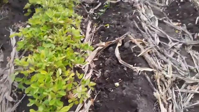 VLOG Уборка арахиса?с помошниками? смотреть онлайн