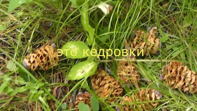 ПРОГУЛКА ПО КЕДРОВОЙ РОЩЕ.