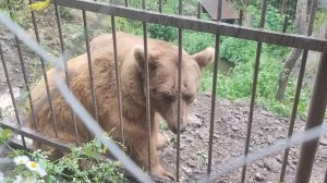 У АНТОНА ДУХ ЗАХВАТЫВАЕТ? ПРИЕХАЛИ В ГОРЫ КАВКАЗА? ХАДЖОХСКАЯ ТЕСНИНА⚡Шиндр Мындр @ShindrMindr1