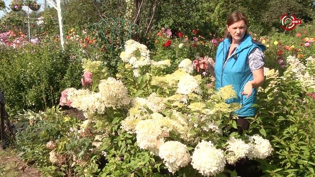 Удачный сезон. Разнообразие сортовых гортензий(2 часть) смотреть онлайн