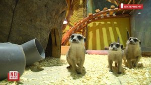 В зоопарках животные страдают без людей