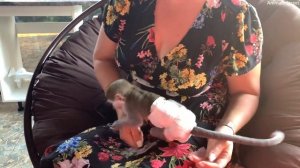 Baby monkey Susie tries to steal money from her foster mother