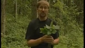 Лекарственные растения. Сныть обыкновенная