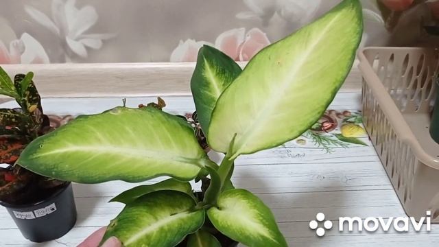 Комнатные цветы. Новинки с посылки. смотреть онлайн