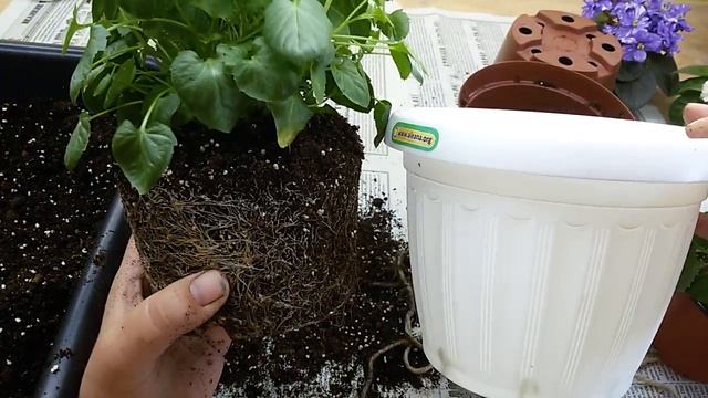 Кампанула с нуля шаг 5 УЖЕ КРАСАВЧИКИ ПОЛУЧАЮТСЯ! смотреть онлайн