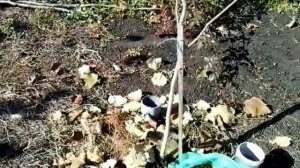 Опылитель фундука сорта Трапезунд - залог Вашего урожая.