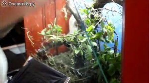 Чистка аквариума палочниками, Aquarium Cleaning stick insects