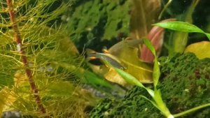 Микрорасбора галактика в креветочнике/galaxy microrasbora and cherry shrimp