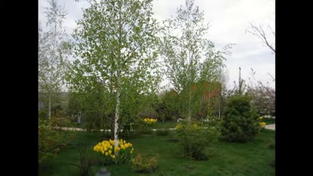 Современное озеленение загородного дома смотреть онлайн