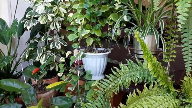 Джунгли в квартире. Как я формирую свою коллекцию. смотреть онлайн